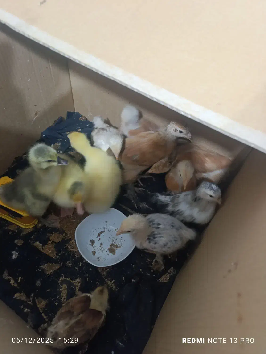 غاز و اردک.مرغ وخروس.جوجه برهما|حیوانات مزرعه|نگین شهر, |دیوار