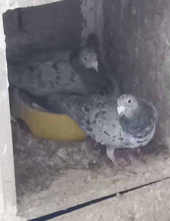 نامه بر|حیوانات|کرمانشاه, |دیوار