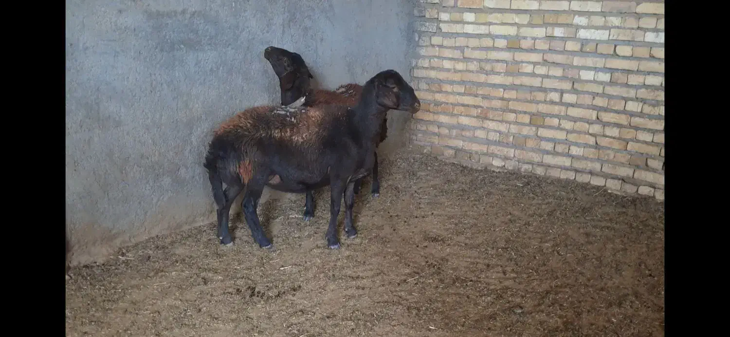 دو راس شیشک|حیوانات مزرعه|مشهد, تبادکان|دیوار