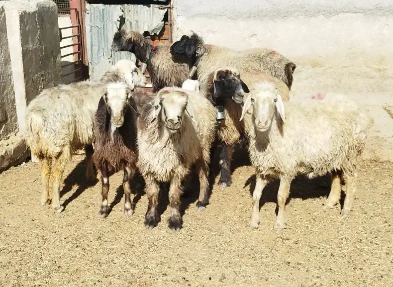 ۷راس میش بره دار و آبستن|حیوانات مزرعه|شیراز, علی آباد|دیوار