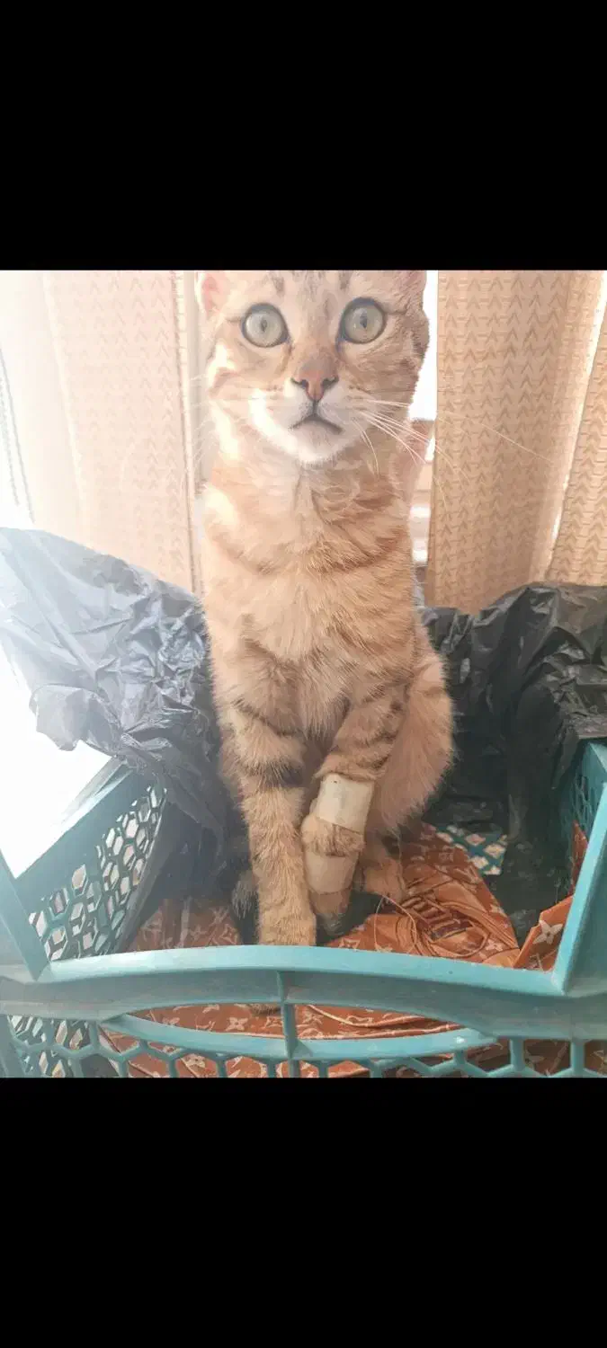 گربه گم شده|گربه|ارومیه, |دیوار