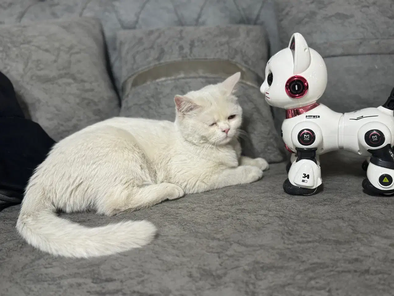 گربه بریتیش پنج ماه و نیم نر و ماده|گربه|تهران, جوانمردان (اندیشه)|دیوار