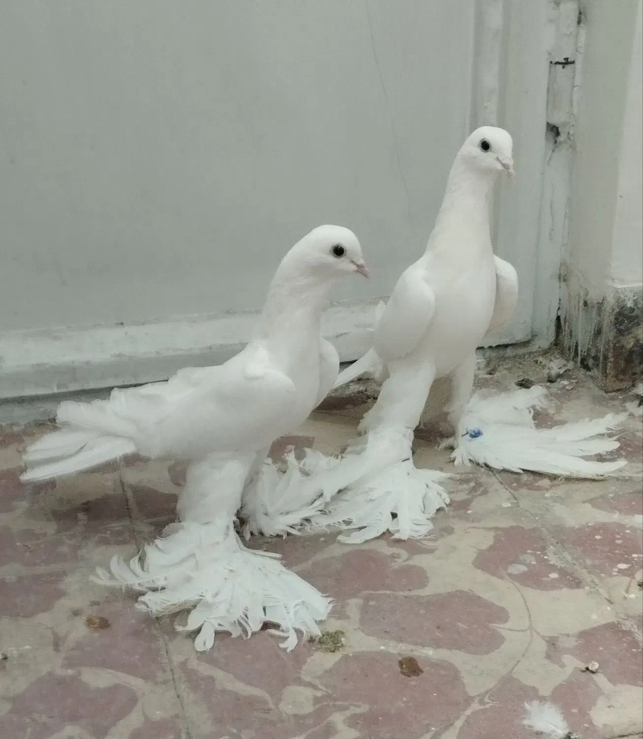 کفتر رقاص|پرنده|تبریز, |دیوار