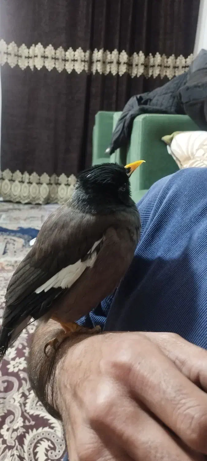 مینا|پرنده|مشهد, منزل آباد|دیوار