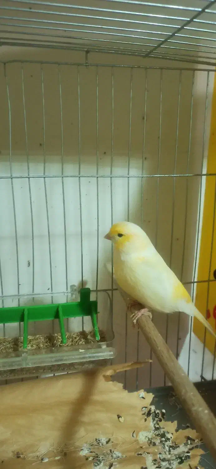 قناری نر موزایکی|پرنده|آباده, |دیوار