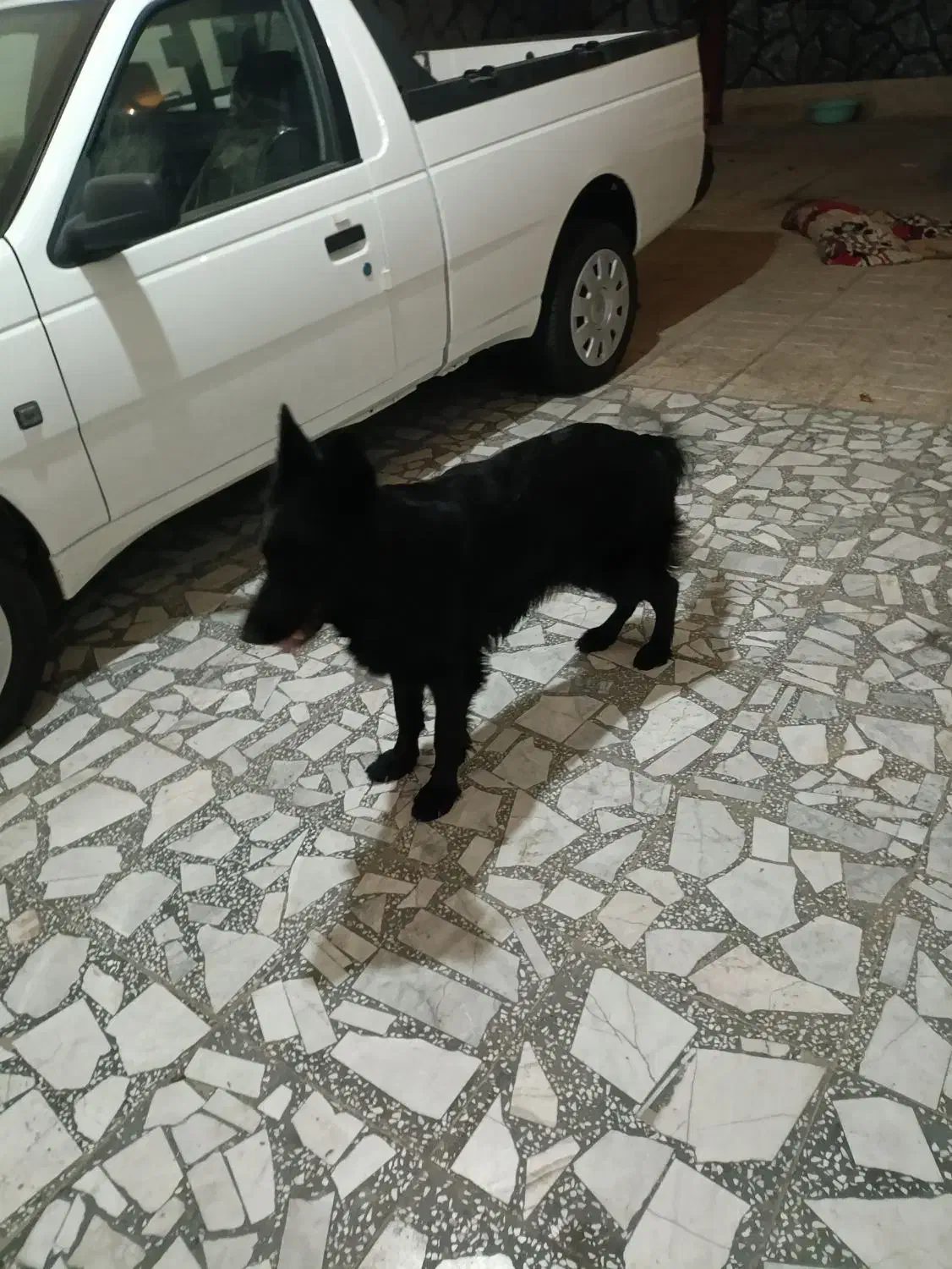 سگ ژرمن|سگ|باغستان, |دیوار