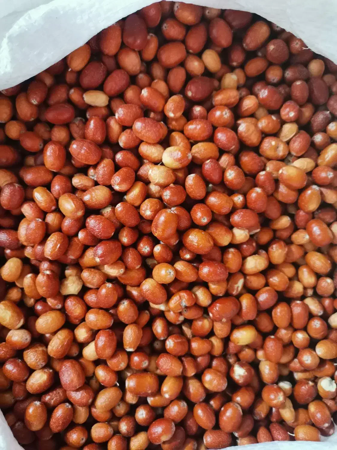 خوراکی|خوردنی و آشامیدنی|نیریز, |دیوار