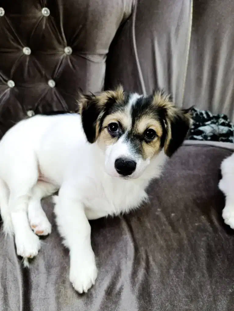 سگ نر نژاد اشپیتز ۴ ماهه( سیمبا)|سگ|رشت, ساغری سازان|دیوار