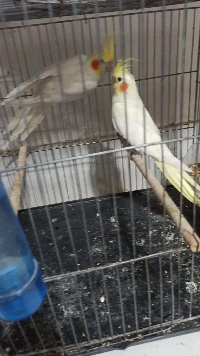 عروس هلندی همراه با تخم|پرنده|بوکان, |دیوار