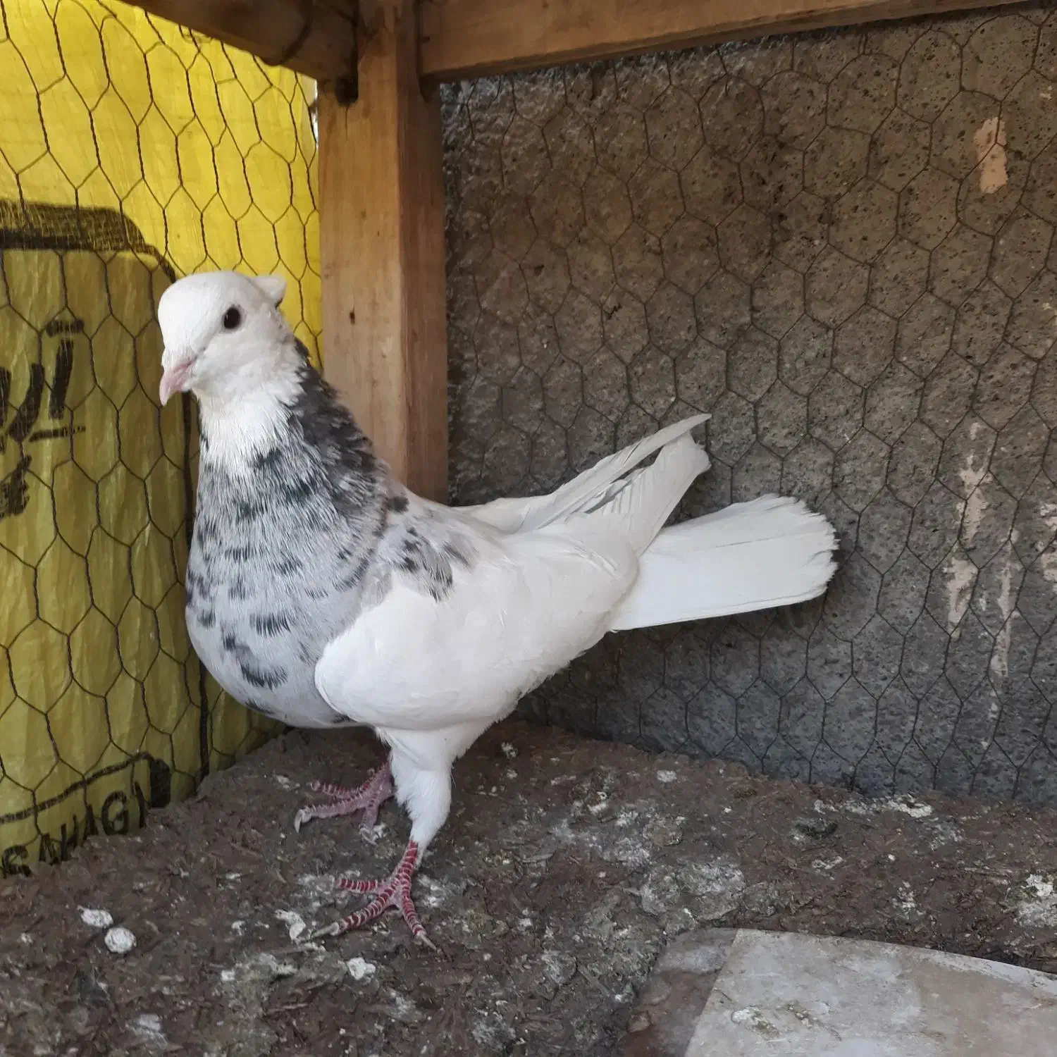 ‌کبوتر طوقی هفترنگ کاکلی ماده|پرنده|مشهد, موسوی قوچانی|دیوار