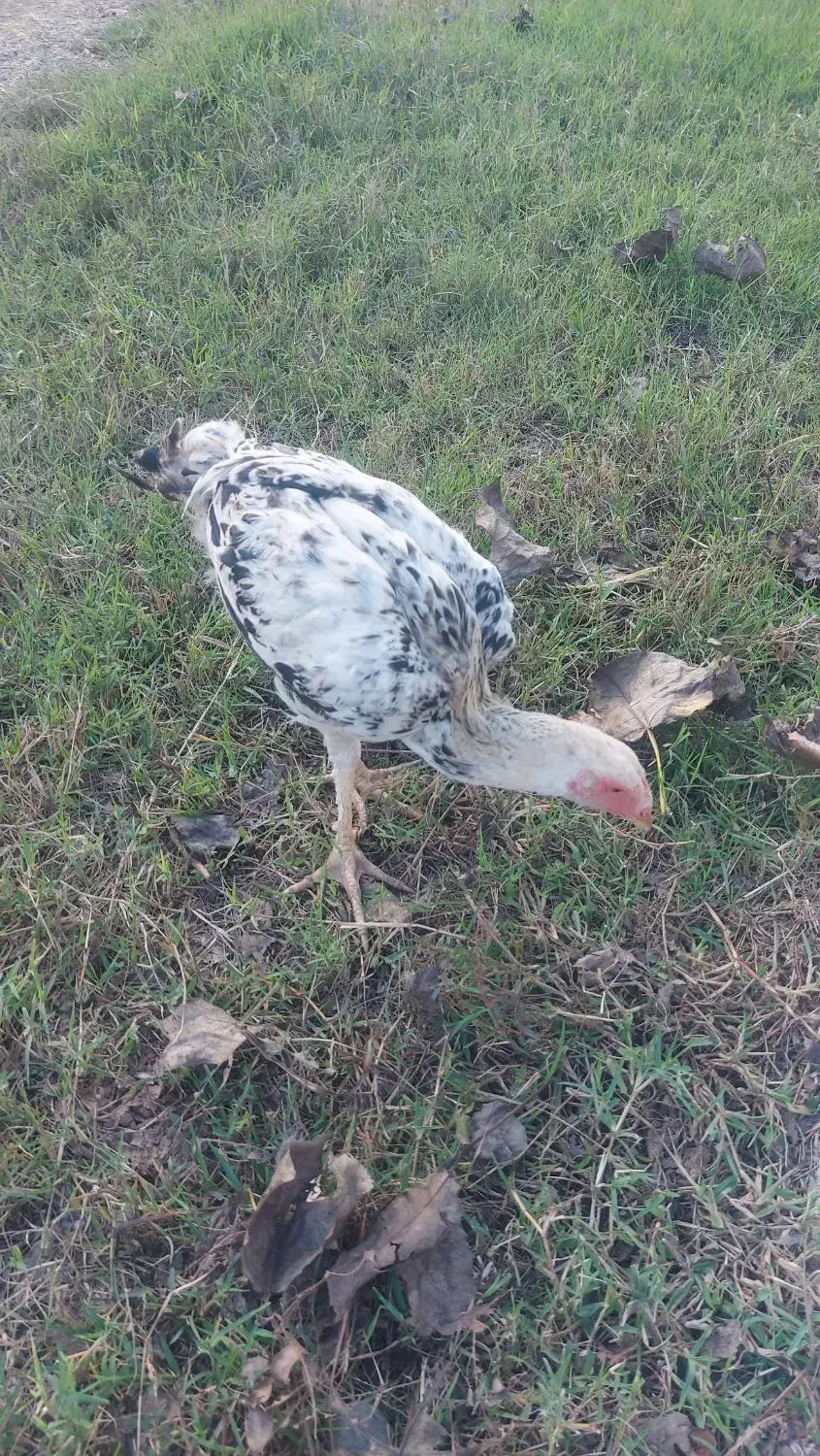 واکسن خورده سلام|حیوانات مزرعه|سنگر, |دیوار