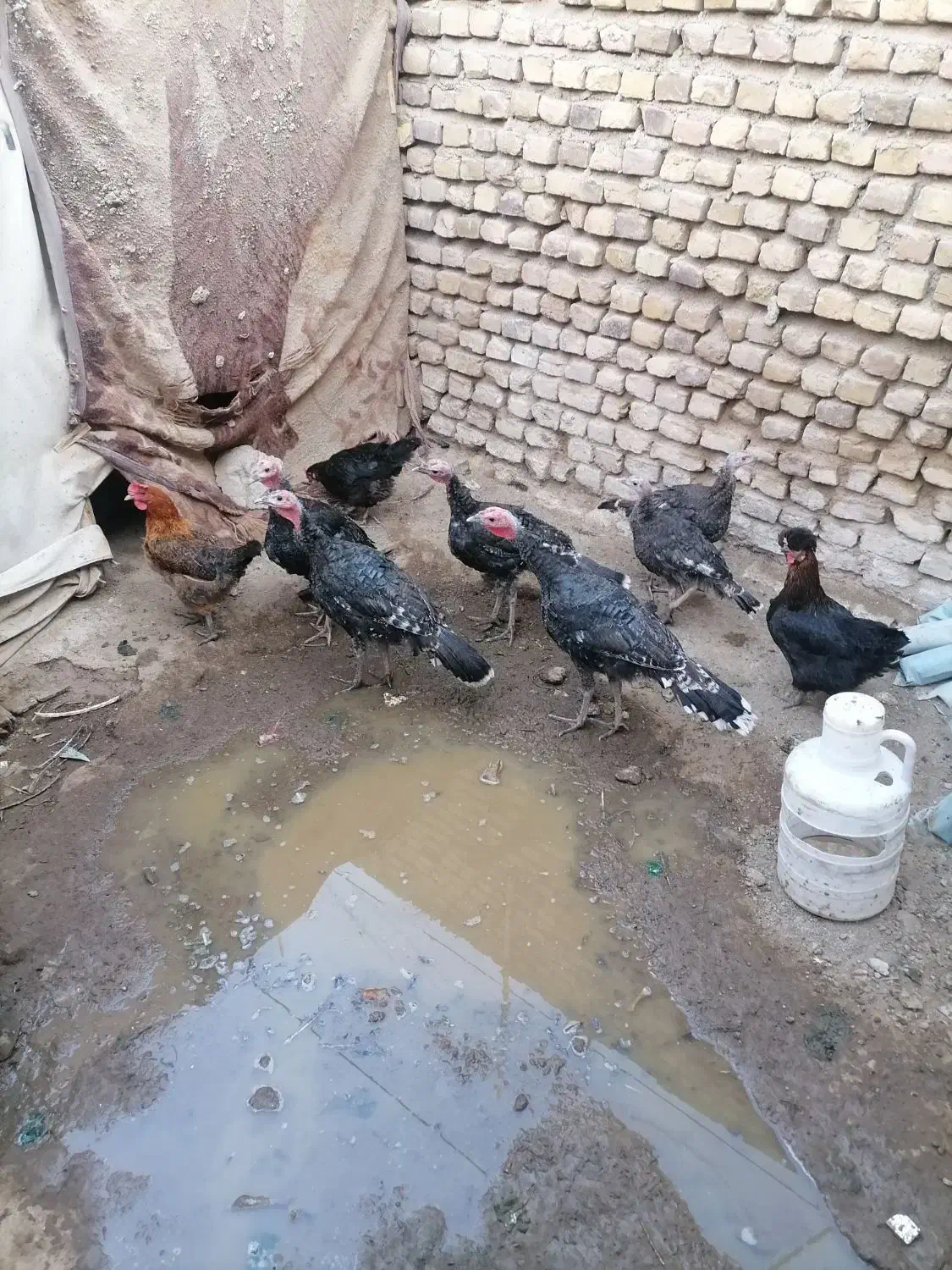 بوقلمون وجوجه لاری|حیوانات مزرعه|تربت‌حیدریه, کوی شهید احمدزاده ملکی|دیوار