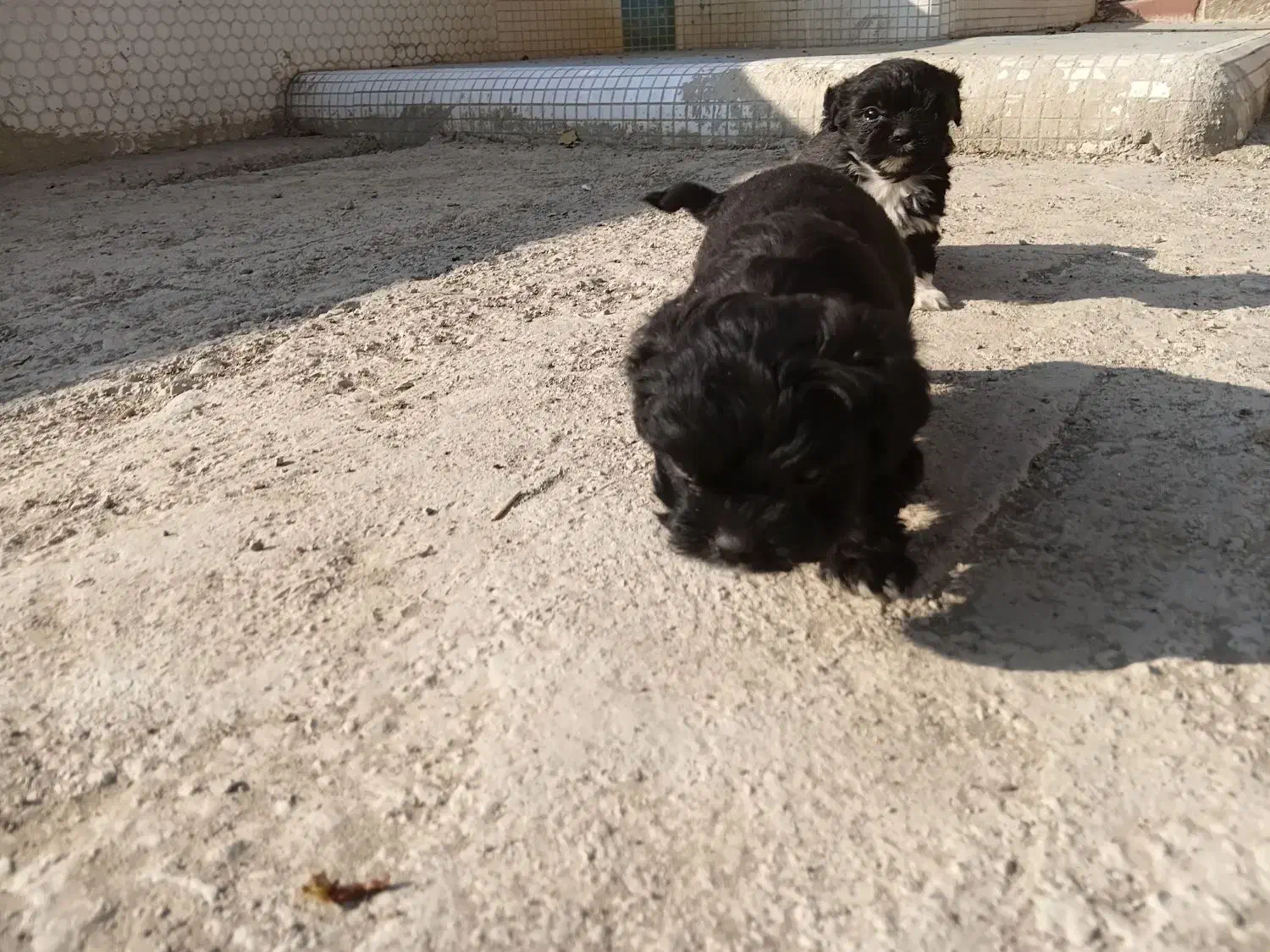 واگذاری پامر اشپیتز ۶عدد|سگ|چهارباغ, |دیوار