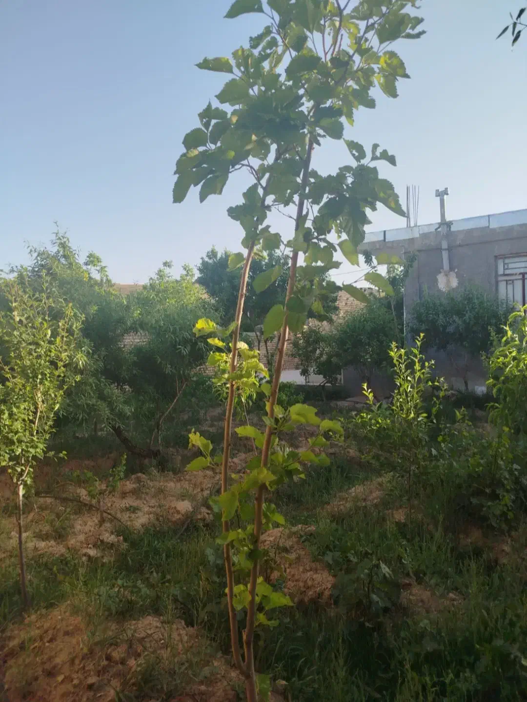 باغ ویلا|فروش خانه و ویلا|ضیاء آباد, |دیوار