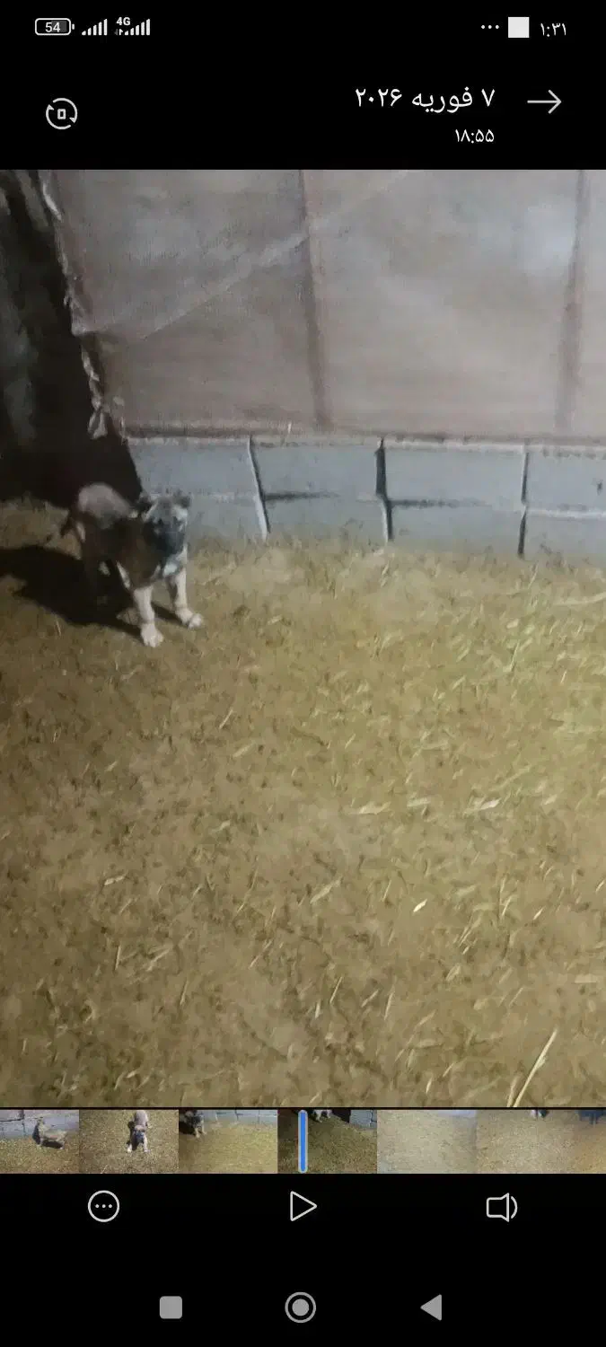 توله سگ سرابی|سگ|لیلان, |دیوار