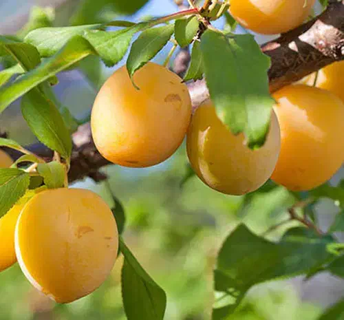 نهالستان الفتی و نصیری|خدمات باغبانی و درختکاری|خسروشاه, |دیوار