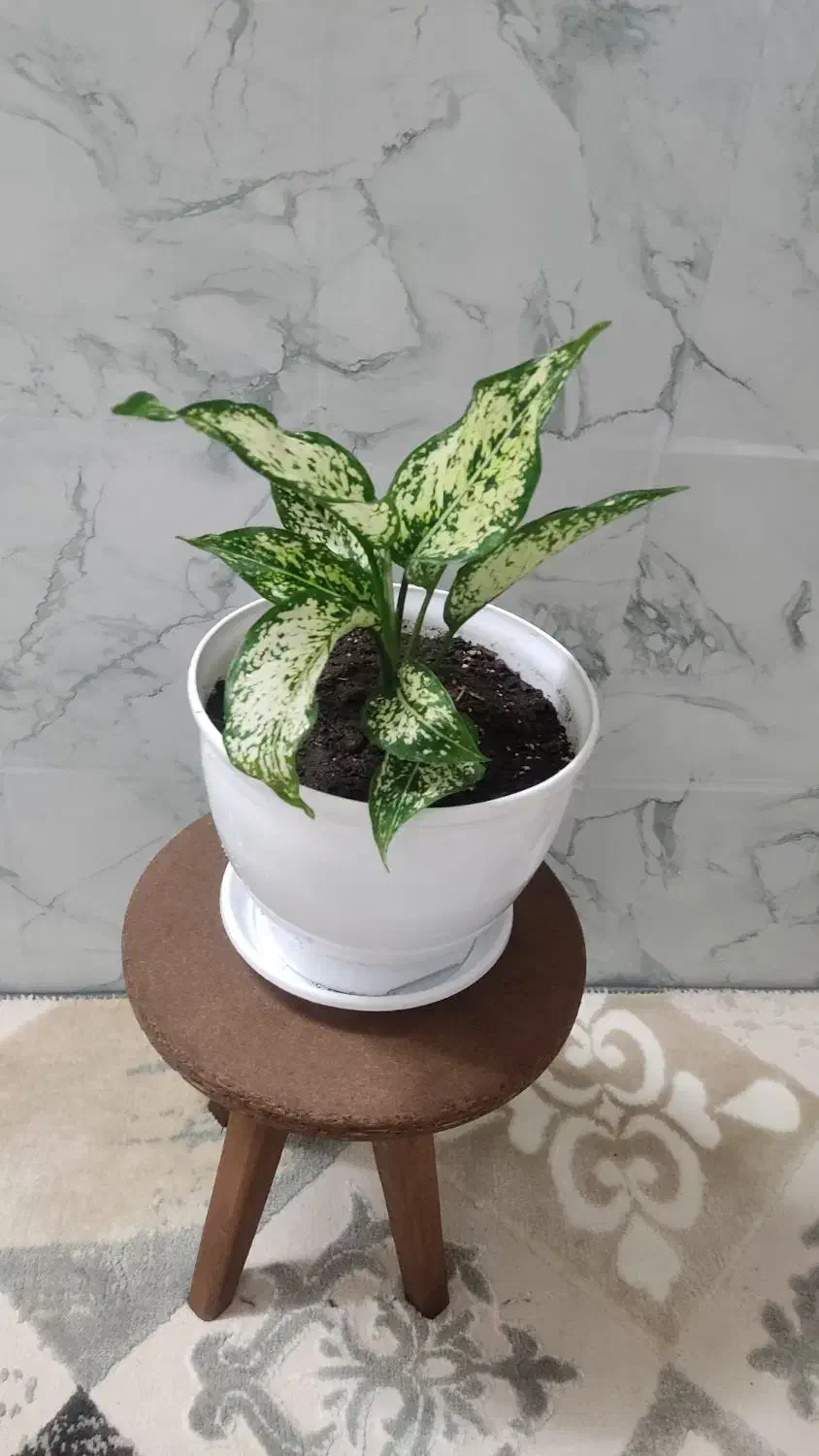 انواع گل|گل و گیاه طبیعی|اردبیل, |دیوار