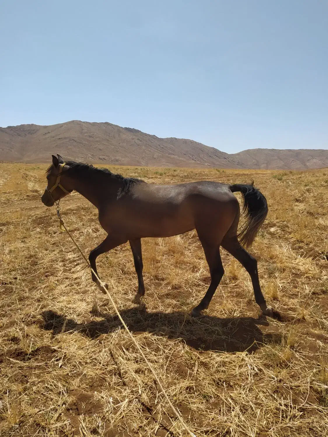 کره مادیان 30ماهه ترک دره شور|اسب و تجهیزات اسبسواری|سمیرم, |دیوار