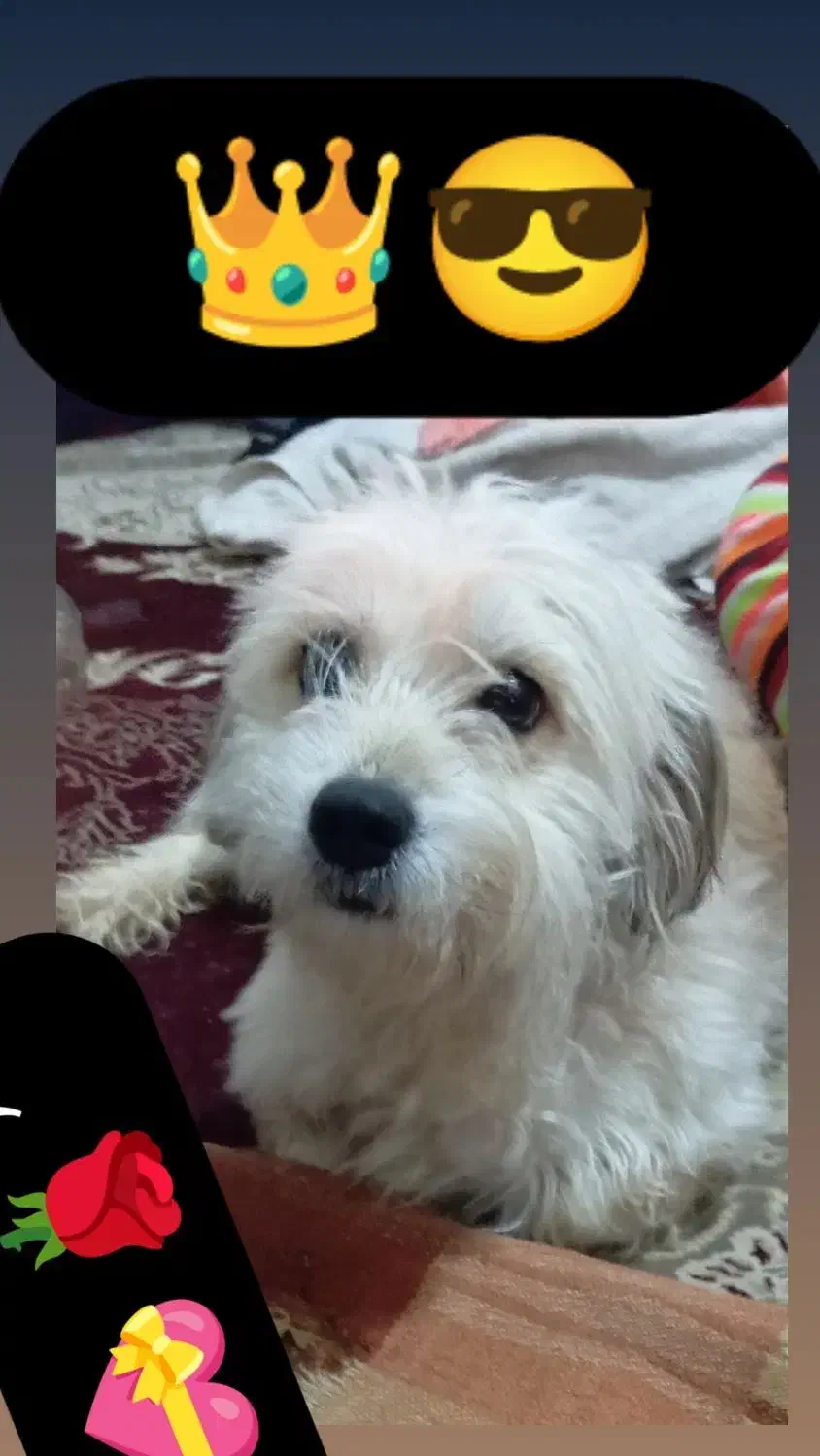 فروشی یک ساله زبان بلده بلوچی فارسی ومادست|سگ|ایرانشهر, |دیوار