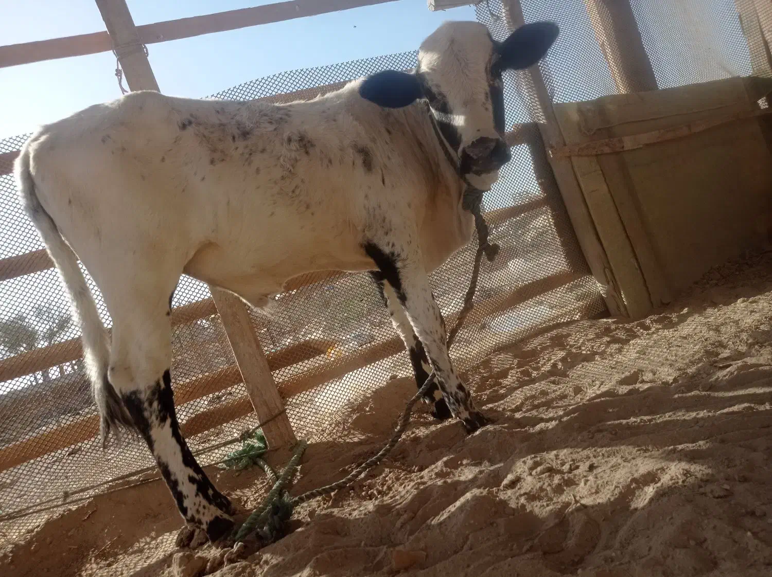 گوساله نر|حیوانات مزرعه|قشم, |دیوار