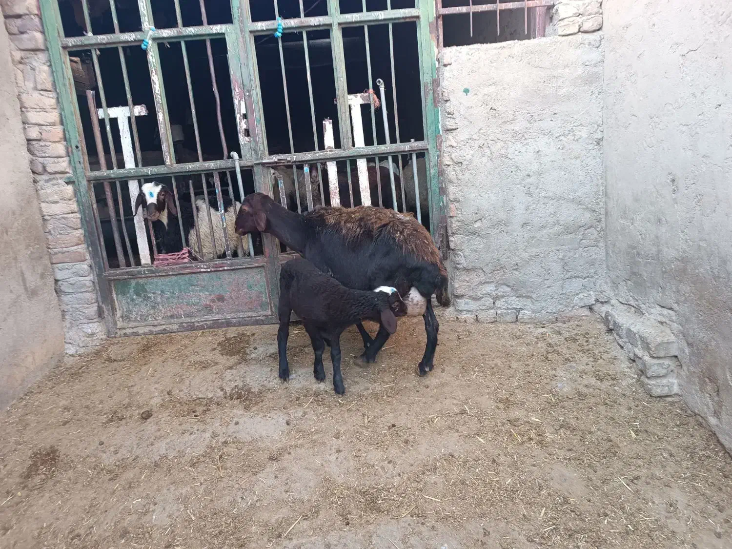 میش وبره|حیوانات مزرعه|بروجرد, |دیوار