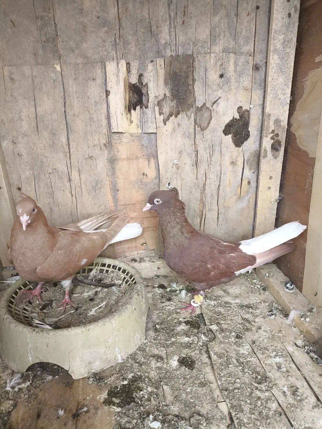 کبوتر|پرنده|کارون, |دیوار