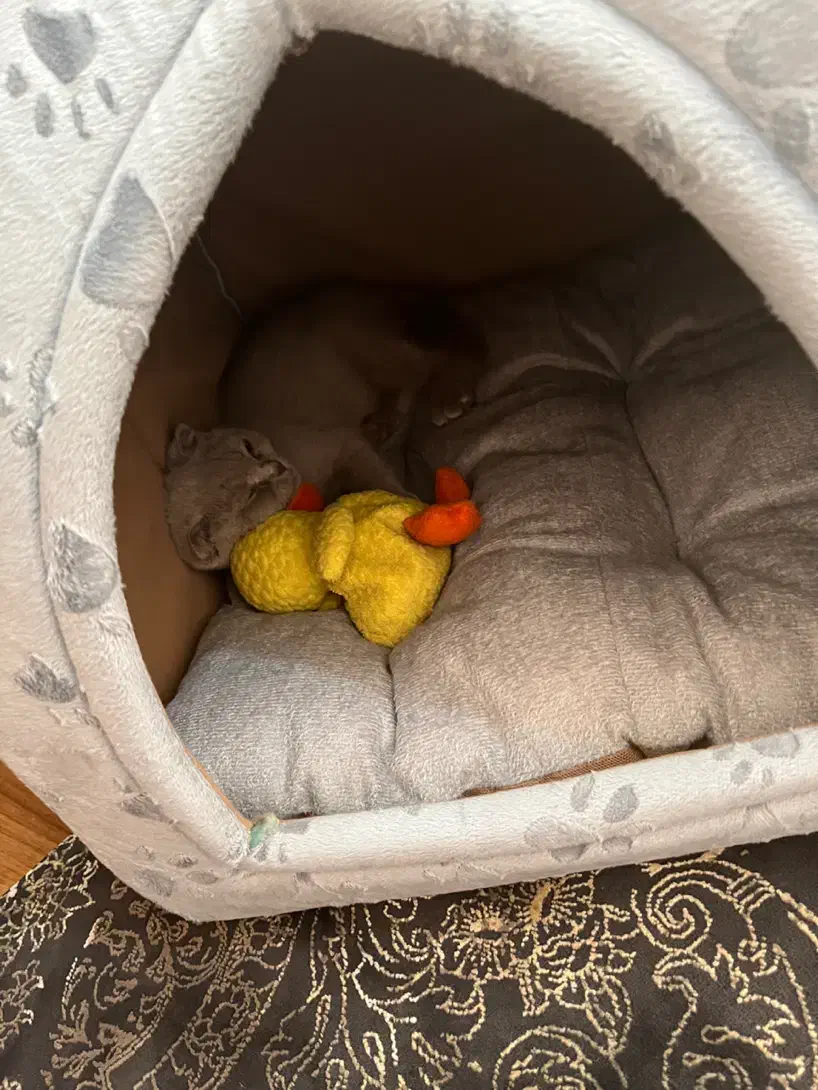 گربه اسکاتیش نر یکساله، رنگ طوسی ملوس و سالم|گربه|اردبیل, |دیوار