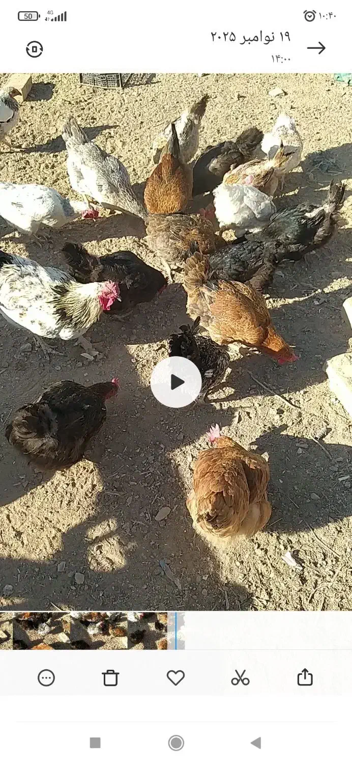 مرغ و خروس|حیوانات مزرعه|تاکستان, |دیوار