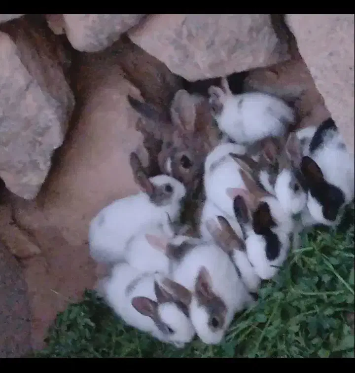 خرگوش|موش و خرگوش|جوین, |دیوار