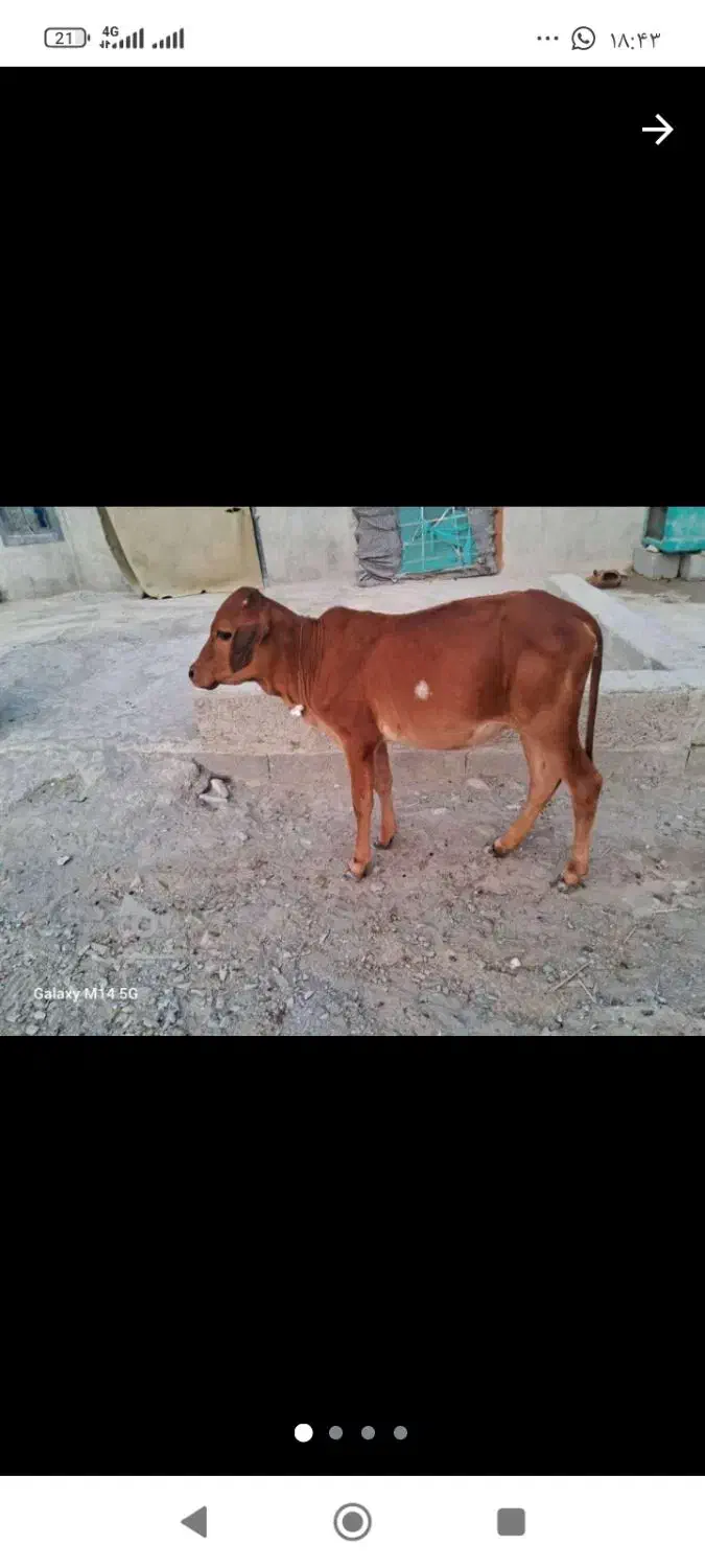 گوساله ماده|حیوانات مزرعه|سراوان, |دیوار