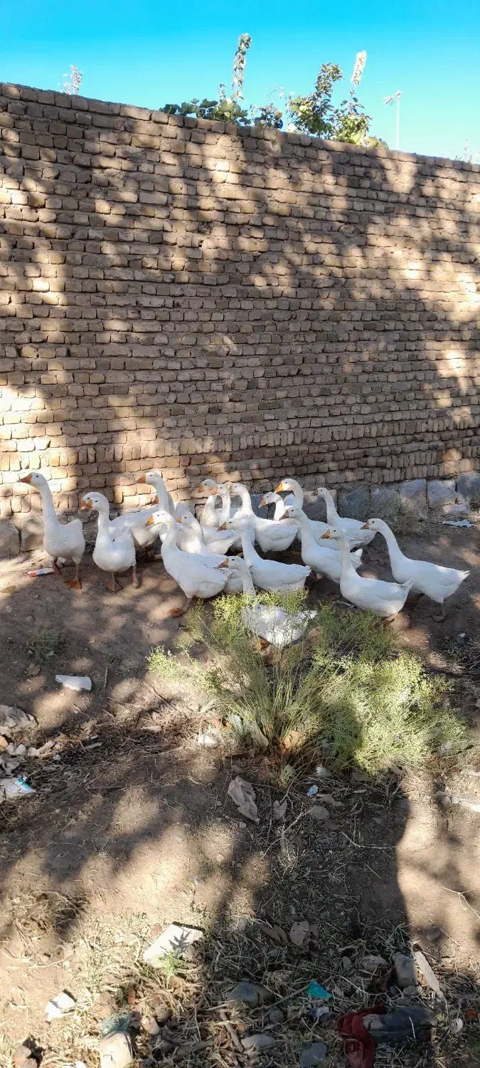 تعدادی قوغاز سفیدچینی واوکراینی بفروش میرسد|حیوانات مزرعه|مرند, |دیوار