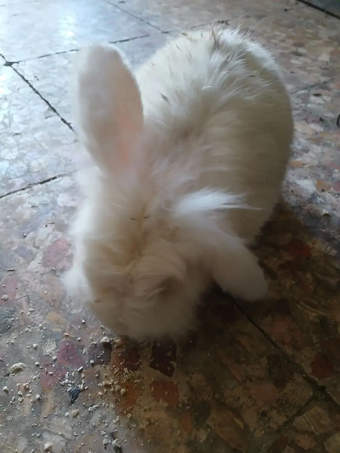 خرگوش|موش و خرگوش|خرمآباد, |دیوار