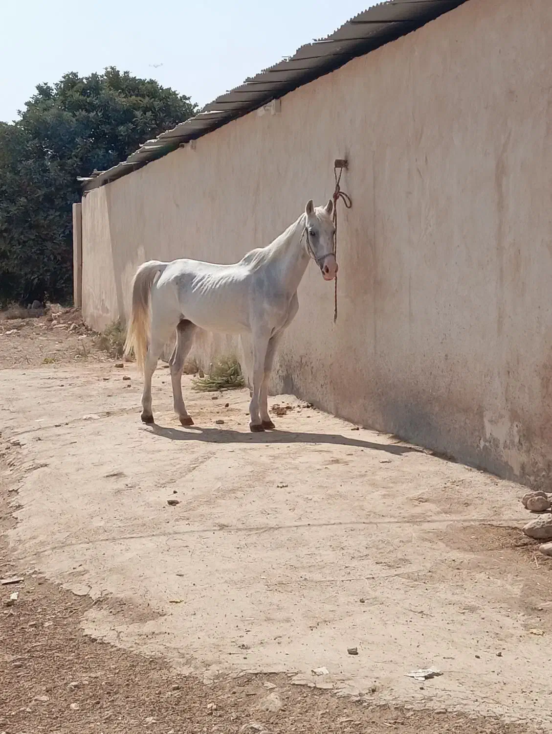 اسب مادیان|اسب و تجهیزات اسب‌سواری|شیراز, جرسقان|دیوار