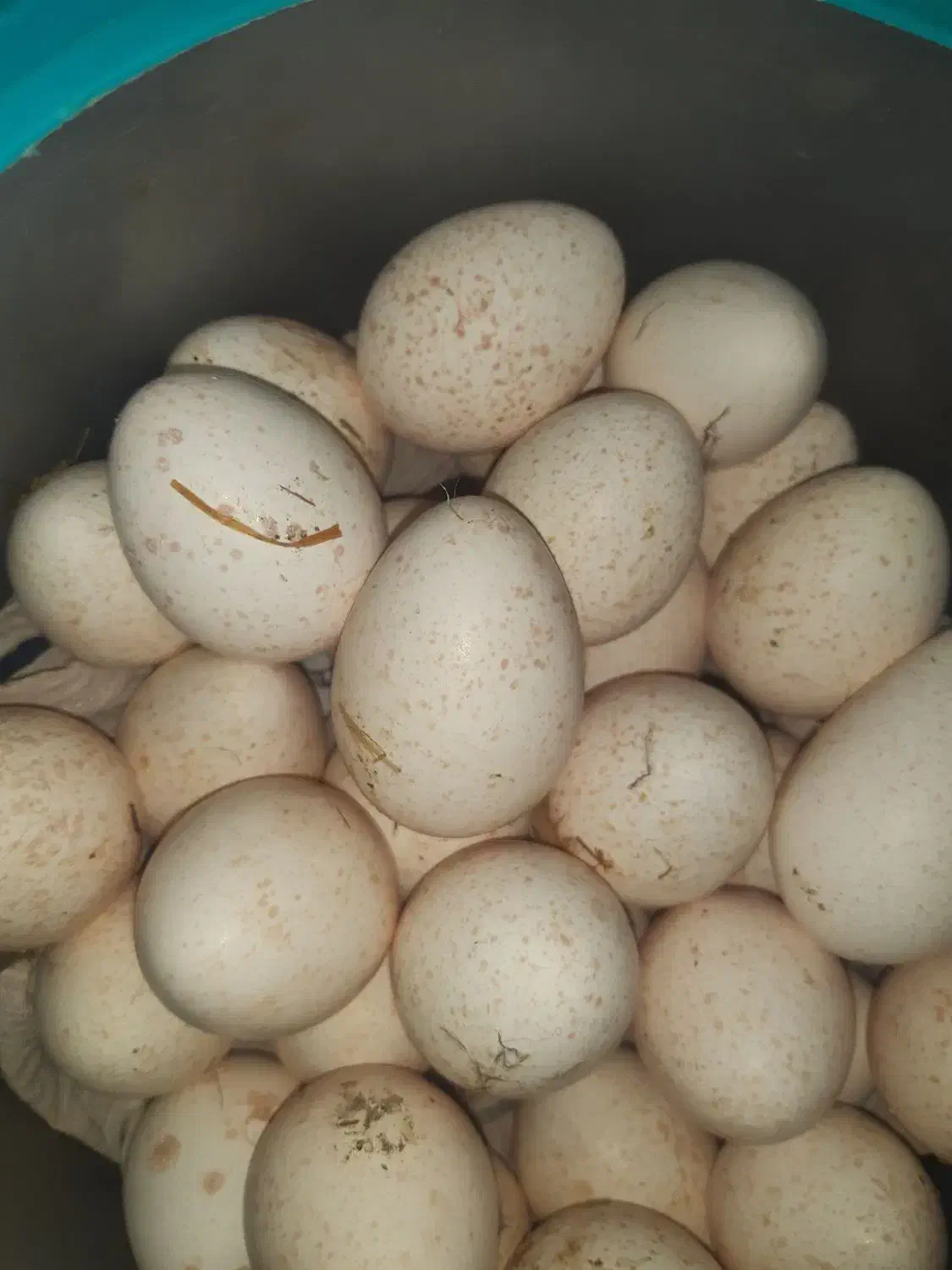 تخم بوقلمون|حیوانات مزرعه|ایذه, |دیوار