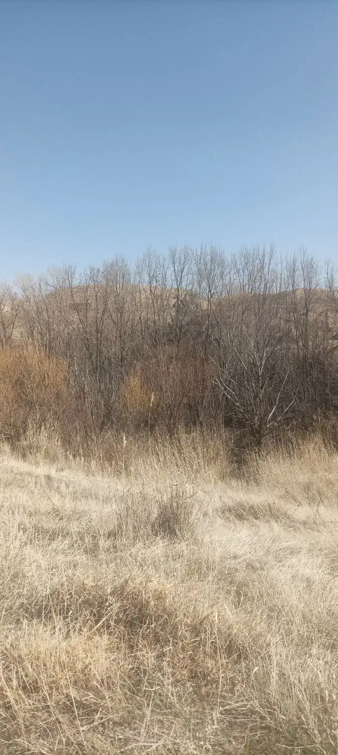 درخت|بندرخت و رخت‌آویز|صالح آباد, |دیوار