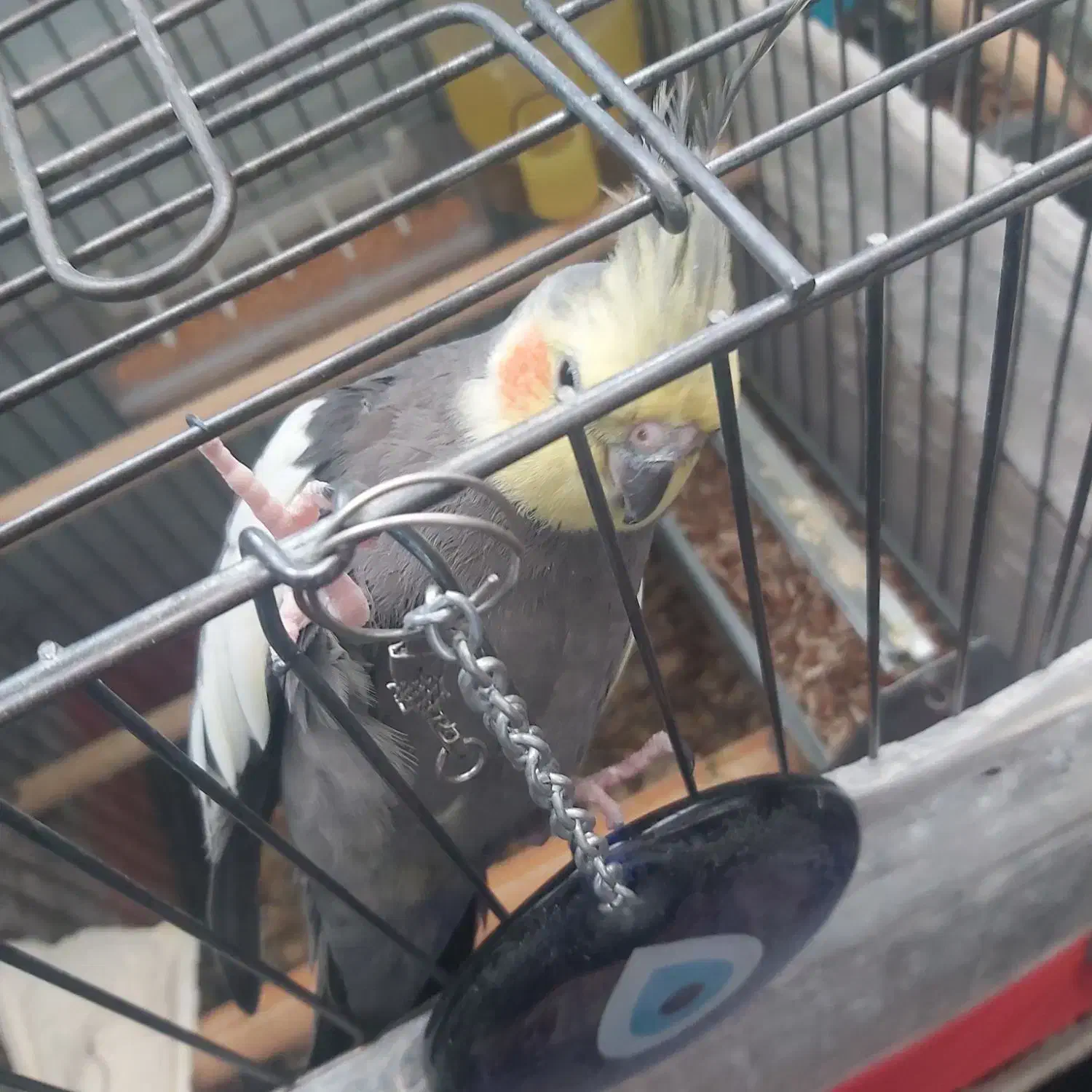 عروس هلندی مولد|پرنده|تهران, هفده شهریور|دیوار