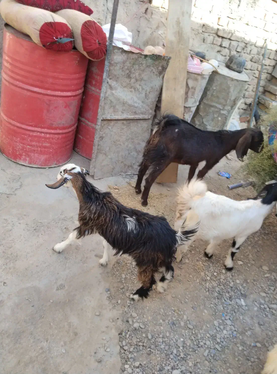 چهار کهره سه تا ماده یک نر|حیوانات مزرعه|زهک, |دیوار