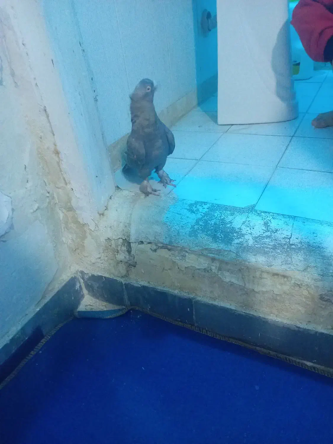 کبوتر|پرنده|شیراز, ده پیاله|دیوار