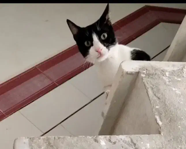 گربه گمشده|گربه|بندر گناوه, |دیوار