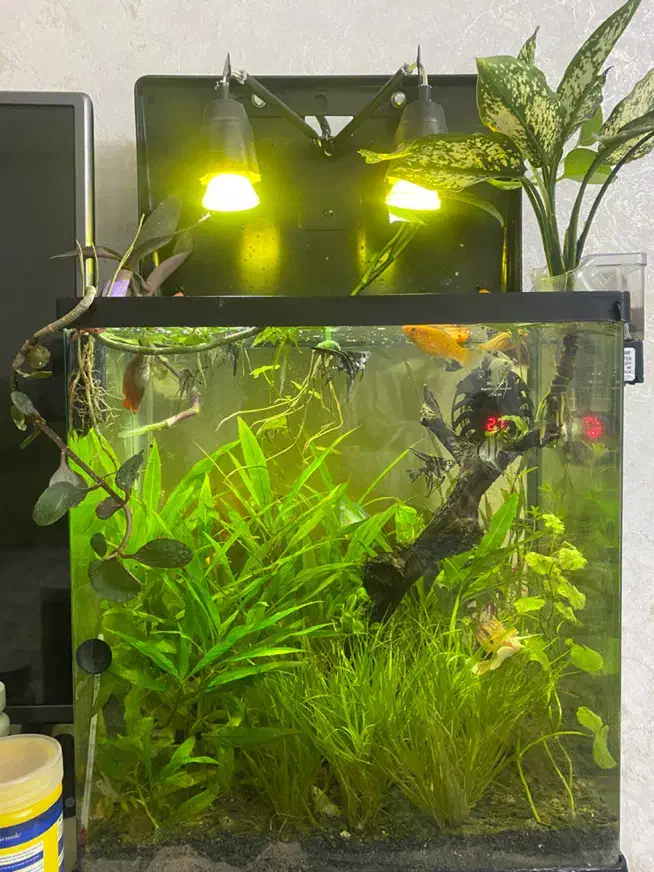 آکواریوم پلنت کامل|ماهی|مشهد, شهید مطهری|دیوار