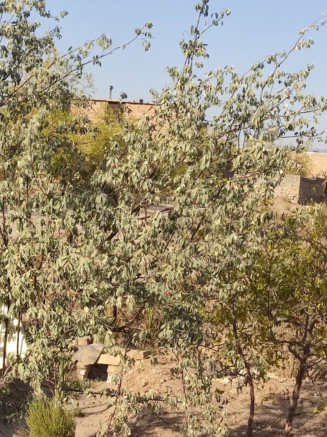 معاوضه ۲۶۰۰مترباغ بایک ساعت و بیست دقیقه اب|فروش خانه و ویلا|خوسف, |دیوار