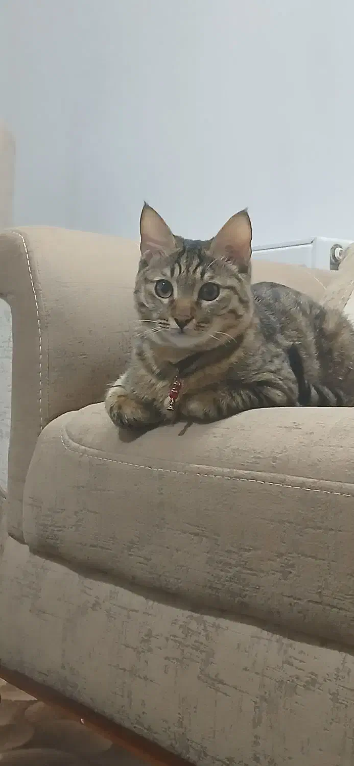 گربه 4ماه دستی|گربه|آران و بیدگل, |دیوار