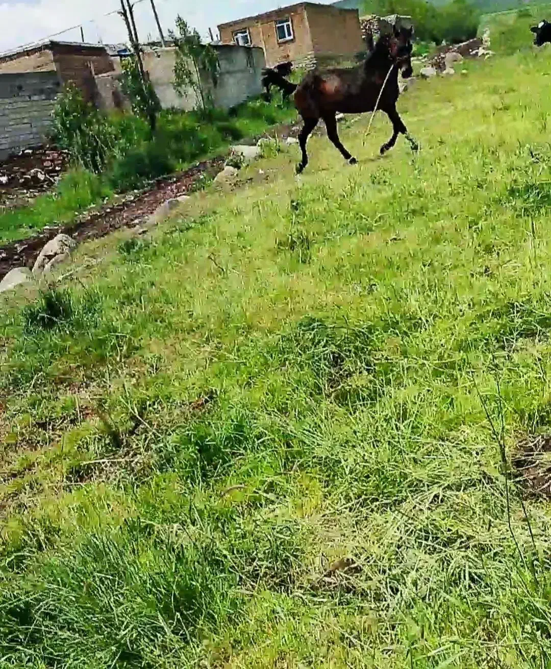 اسب|اسب و تجهیزات اسبسواری|اردبیل, |دیوار