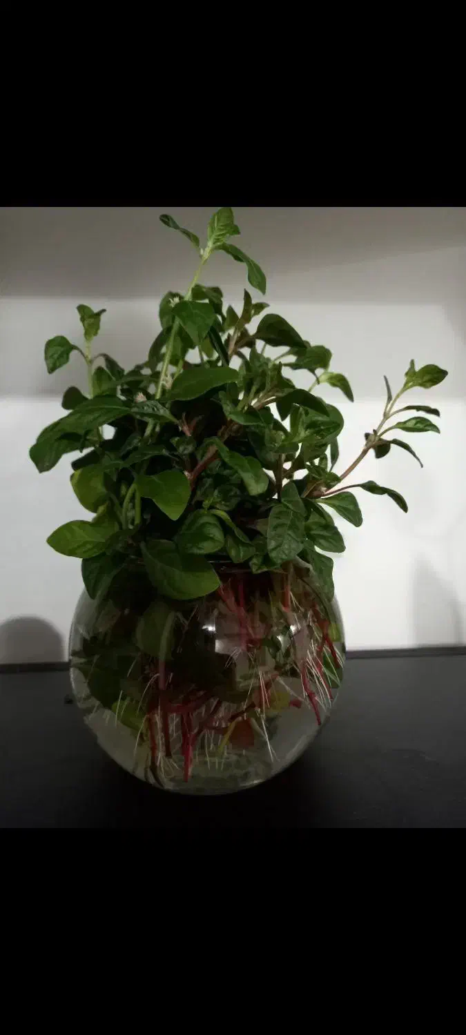 گل و گلدون + قلمه|گل و گیاه طبیعی|اهواز, بهارستان|دیوار