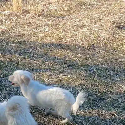 فروشی یک عدد حیوان خانگی|سگ|یامچی, |دیوار