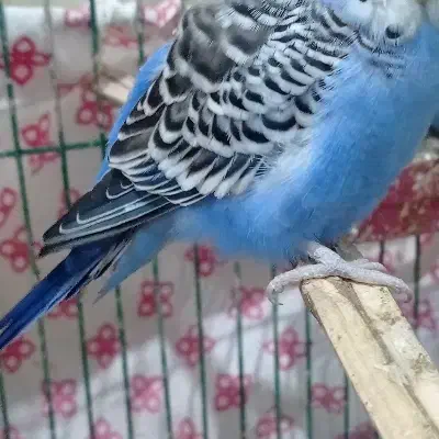 مرغ عشق|پرنده|اندیمشک, |دیوار