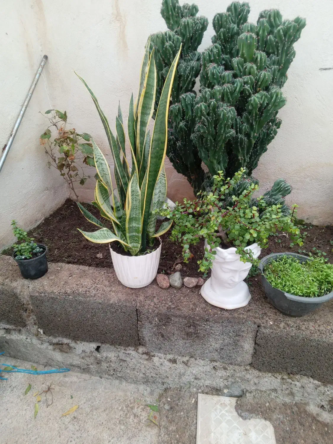 معاوضه با پرنده|گل و گیاه طبیعی|بره‌سر, |دیوار