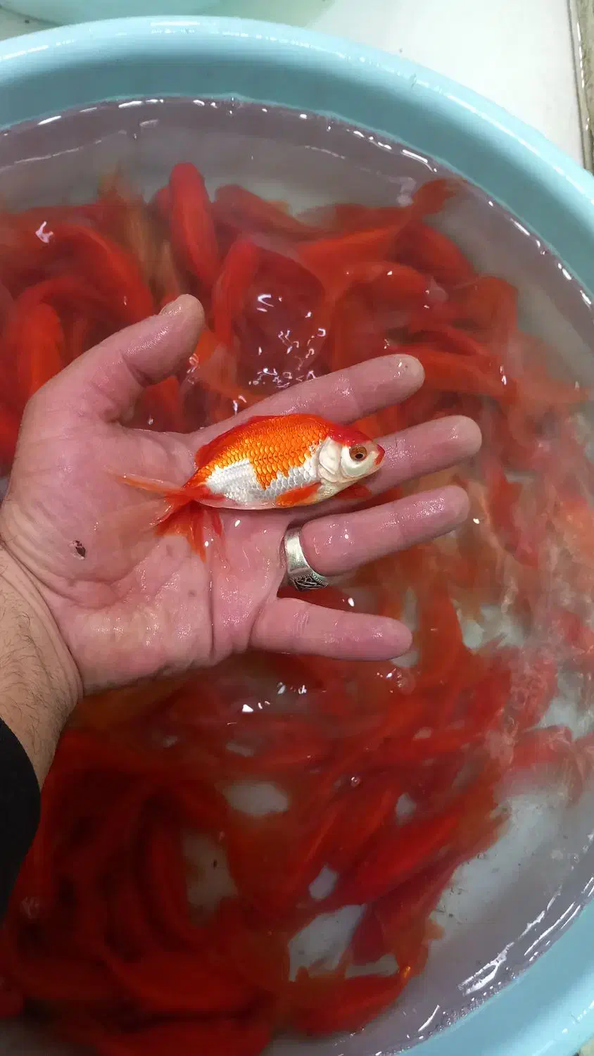 گلدفیش مولد|ماهی|اصفهان, باب الدشت|دیوار