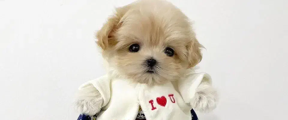 توله سگ پاپی جیبی فنجونی شیتزو کراس|سگ|اصفهان, خانه اصفهان|دیوار