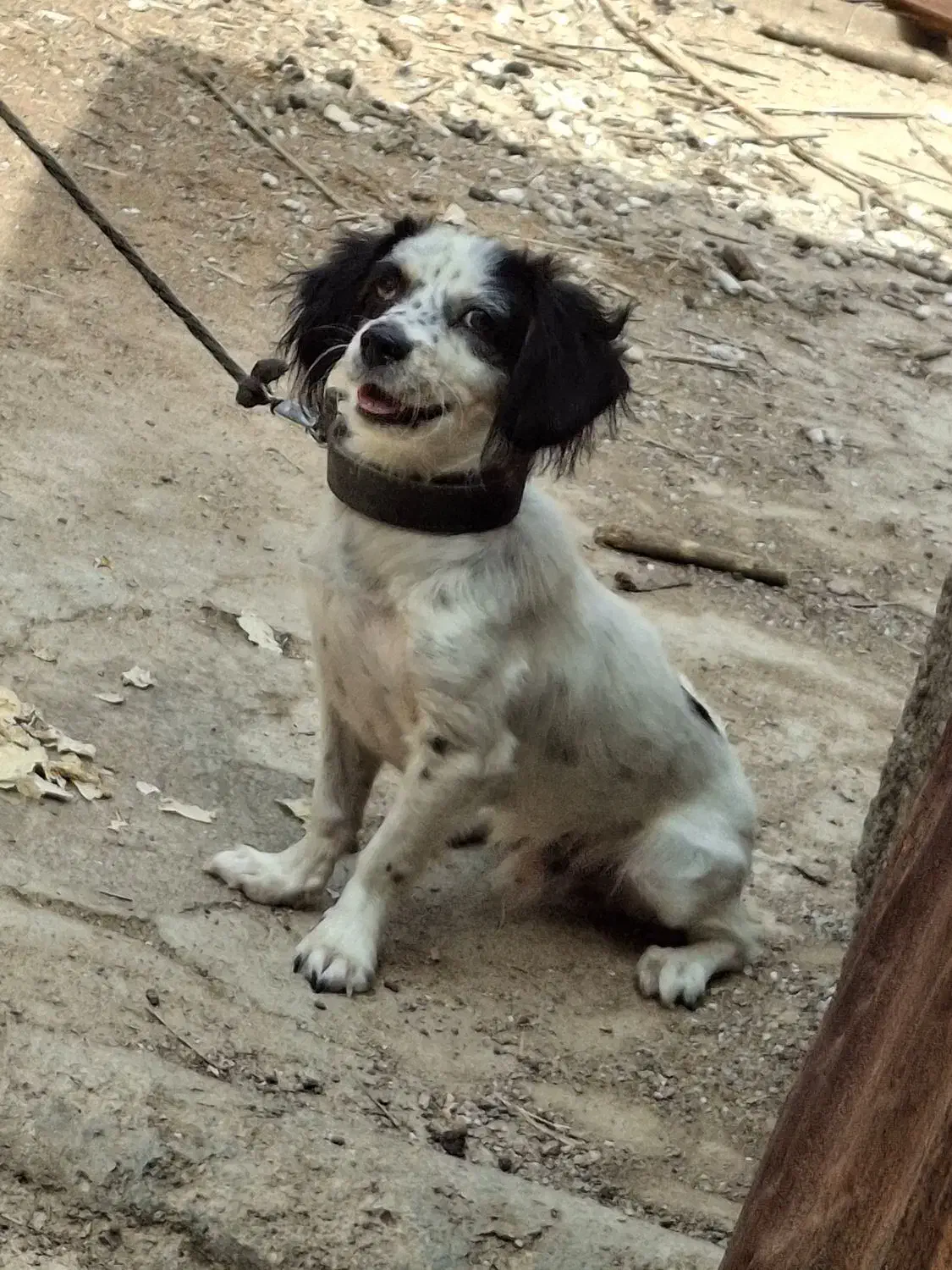 سگ اشپیتز|سگ|شیراز, گچی|دیوار